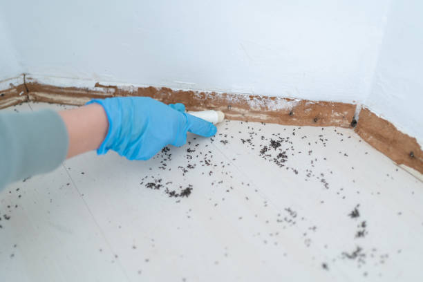 Flea Control Services in Cicero, IN